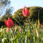 tulips_4