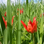 tulips_1