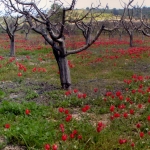 tulips_5