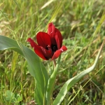 tulips_2