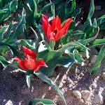 tulips_1_1
