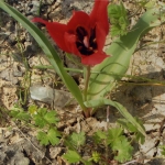tulips_7