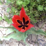 tulips_6