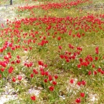 tulips_8