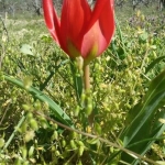 polemi_toulipa5