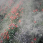 polemi_toulipa7