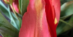 Φεστιβάλ Τουλίπας Πολεμίου 31.3.2019 Tulip Festival of Polemi 31.3.2019