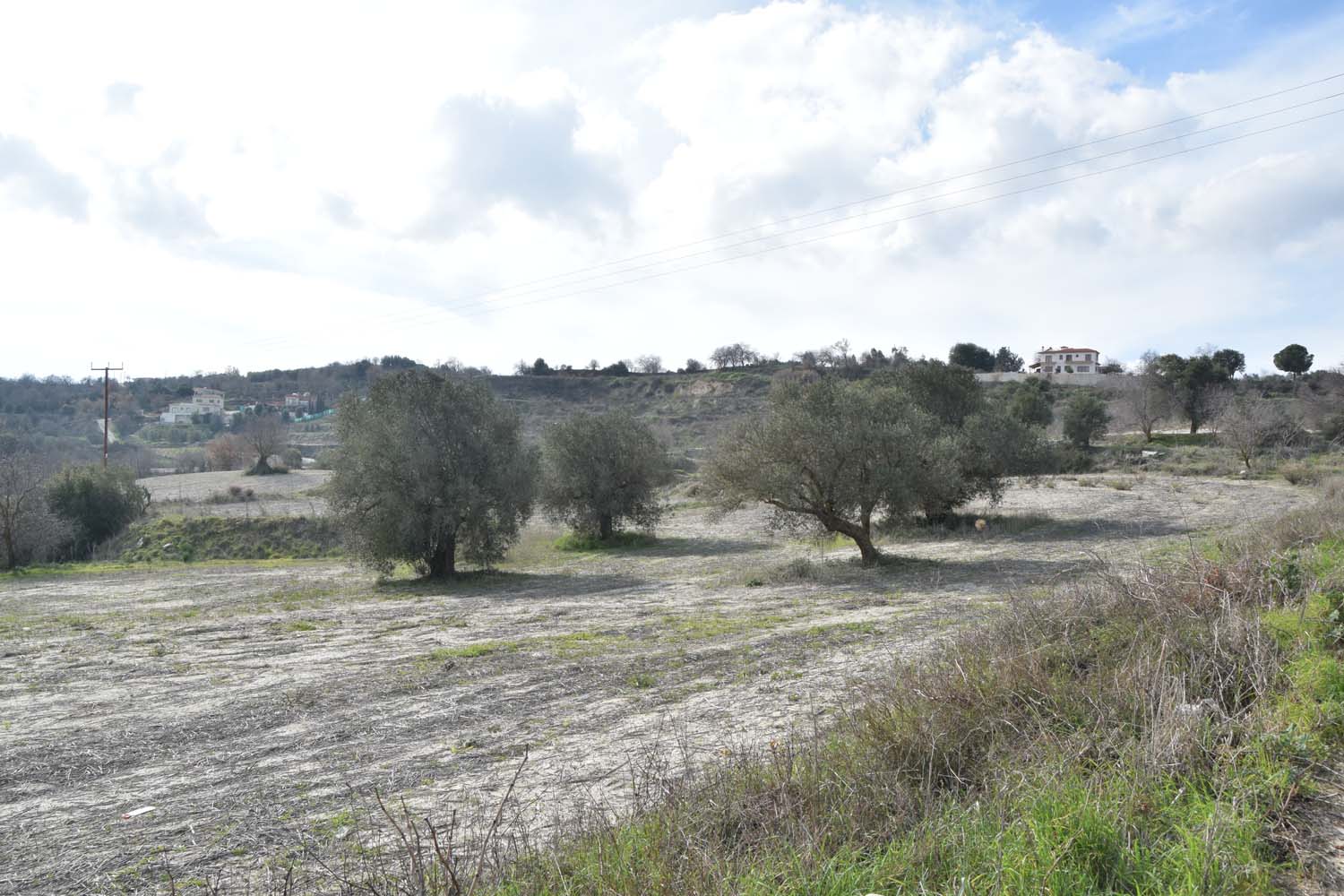 olive_cultivation_1