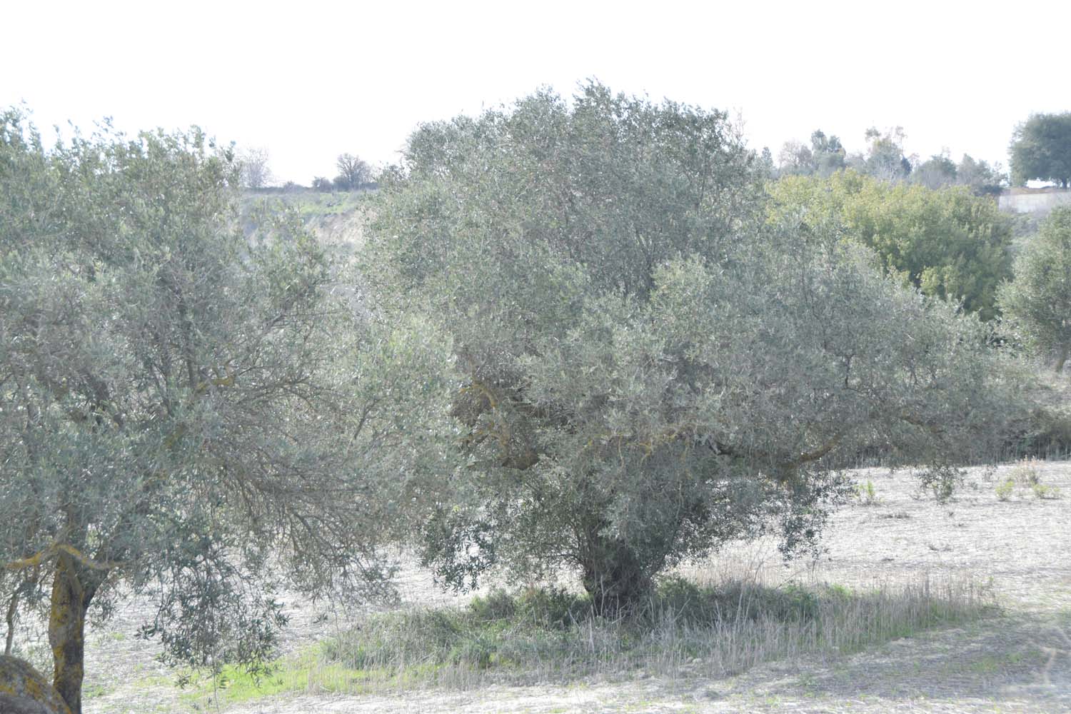 olive_cultivation_2