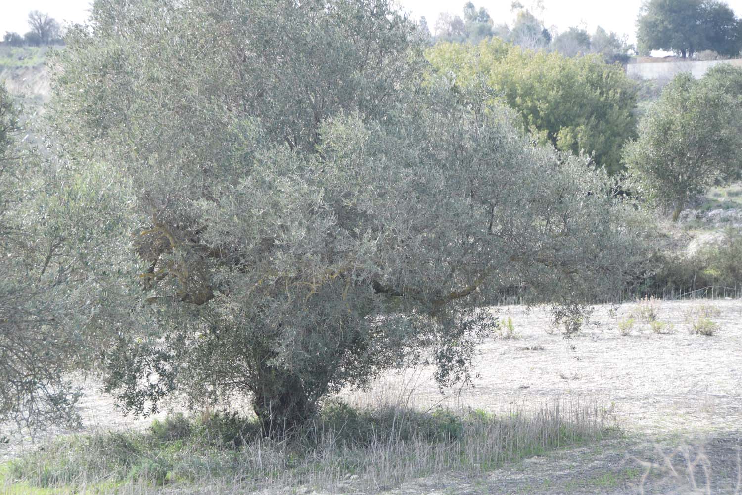 olive_cultivation_3