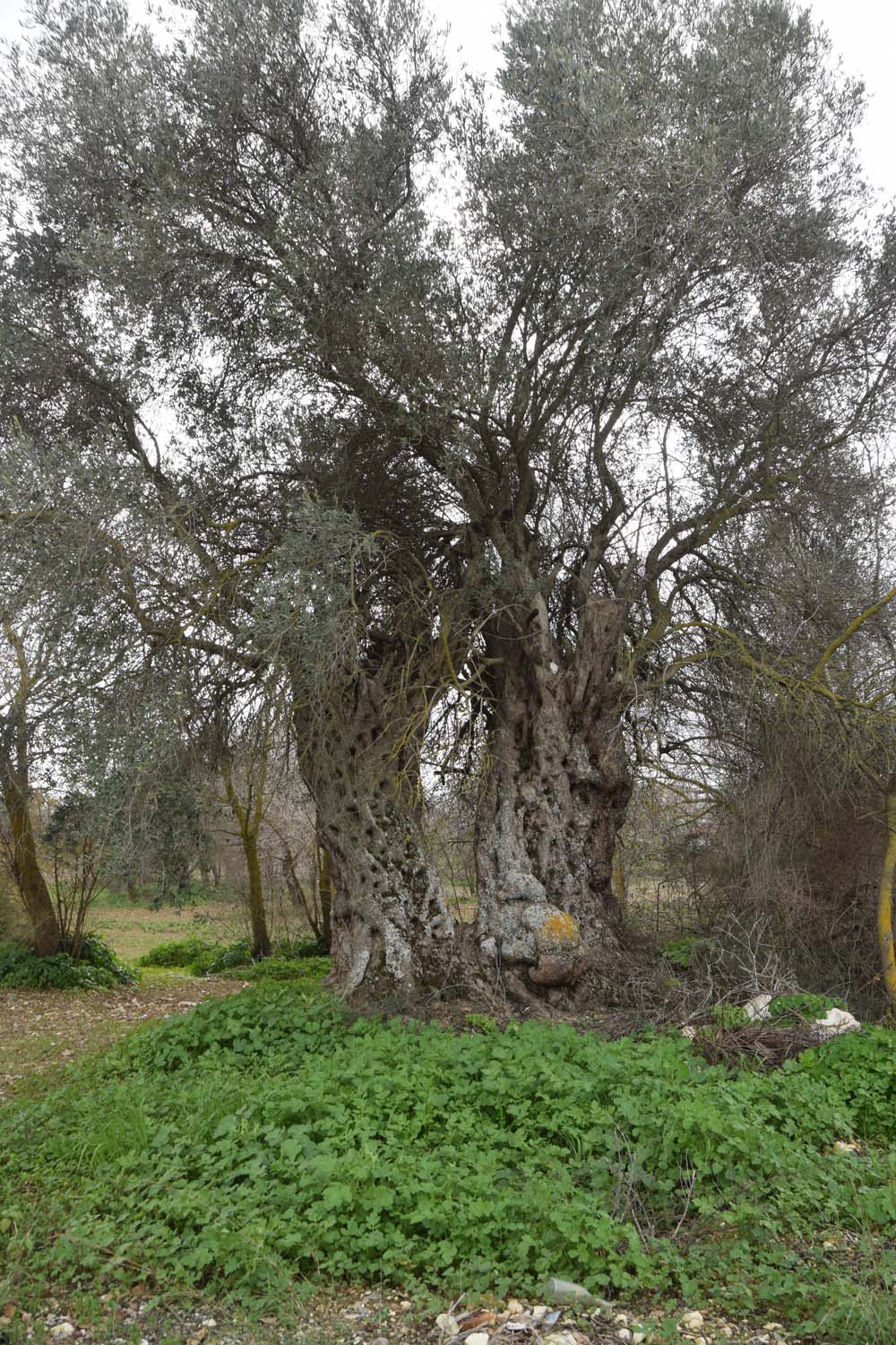 olive_cultivation_4