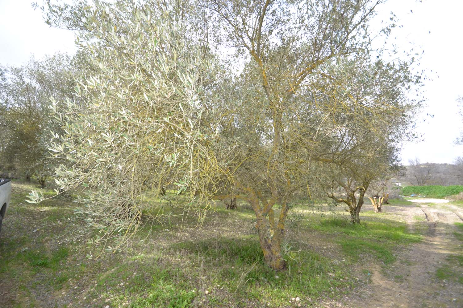 olive_cultivation_5