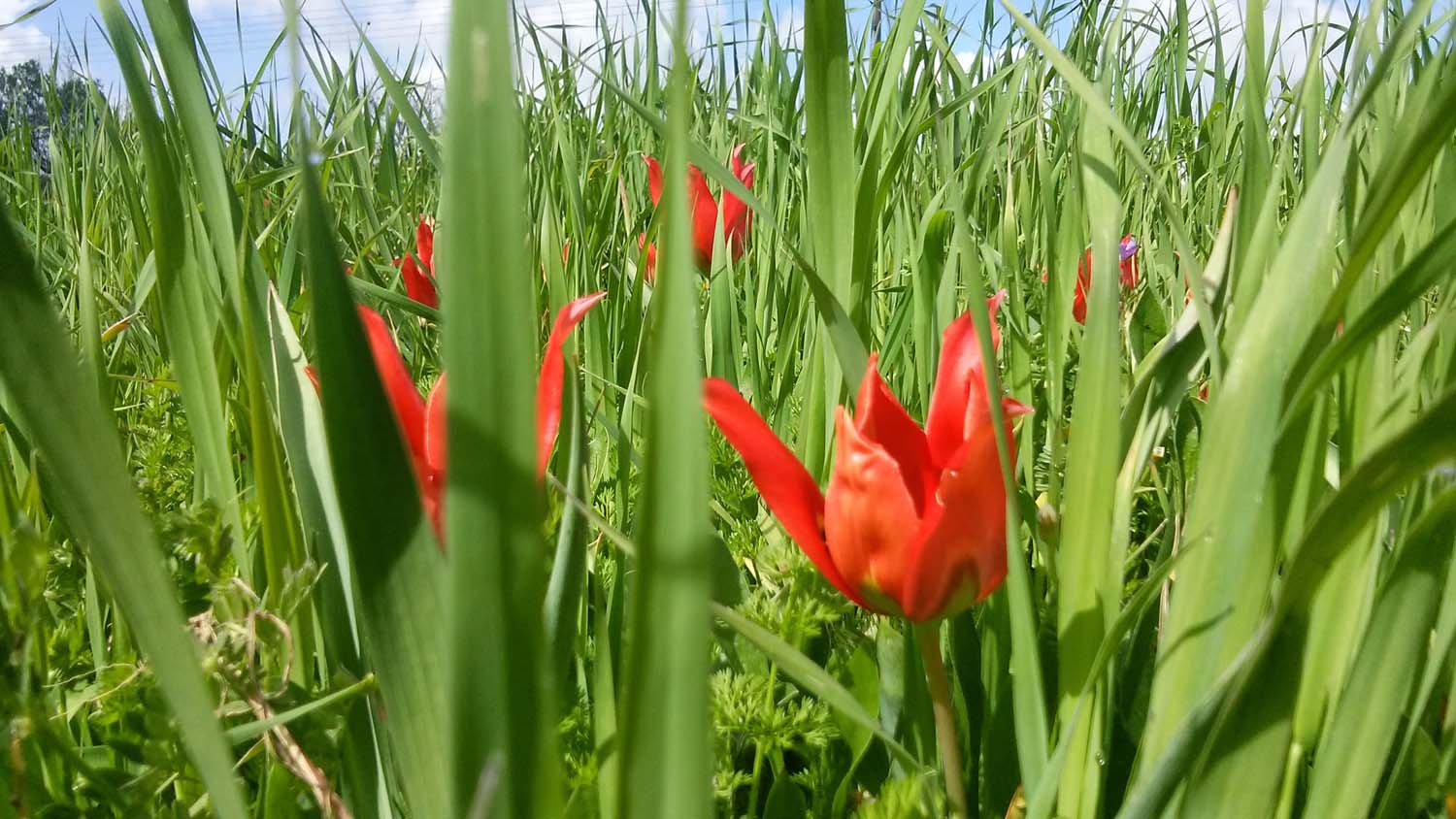 tulips_1