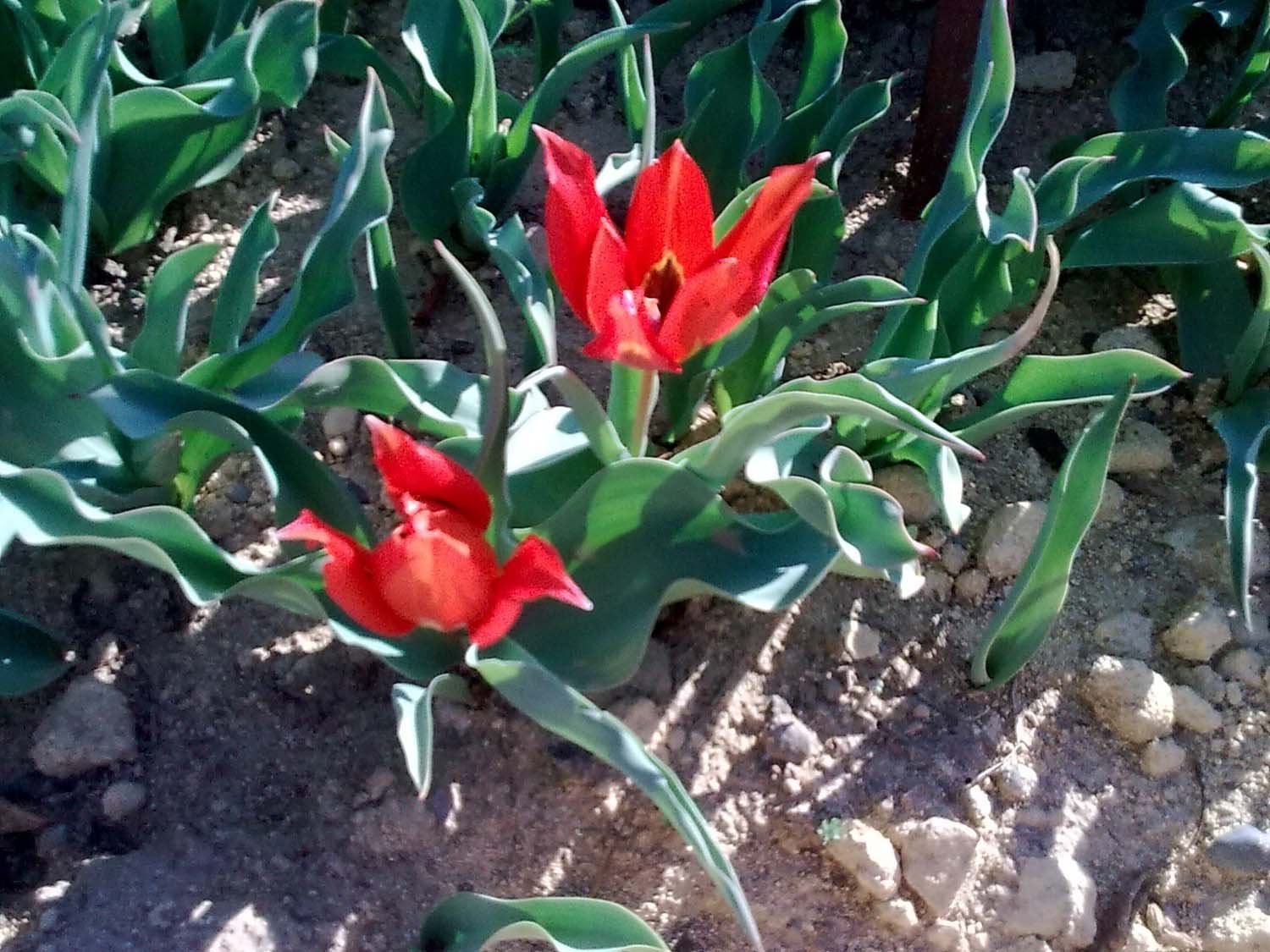 tulips_1_1