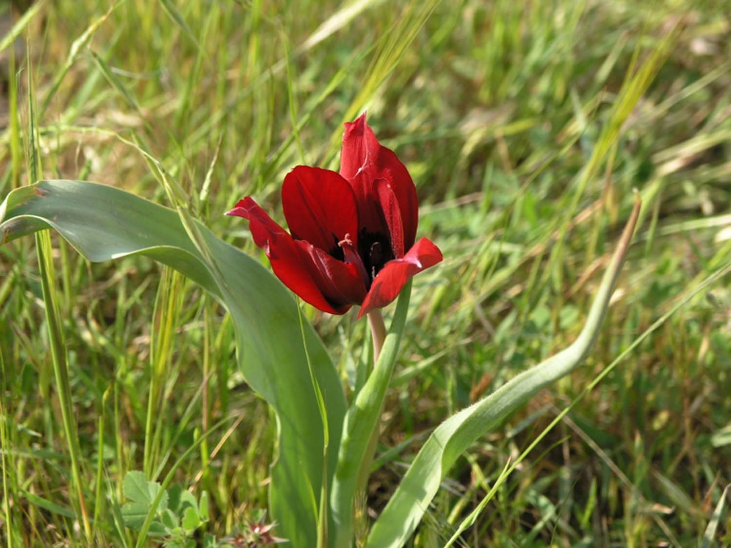 tulips_2