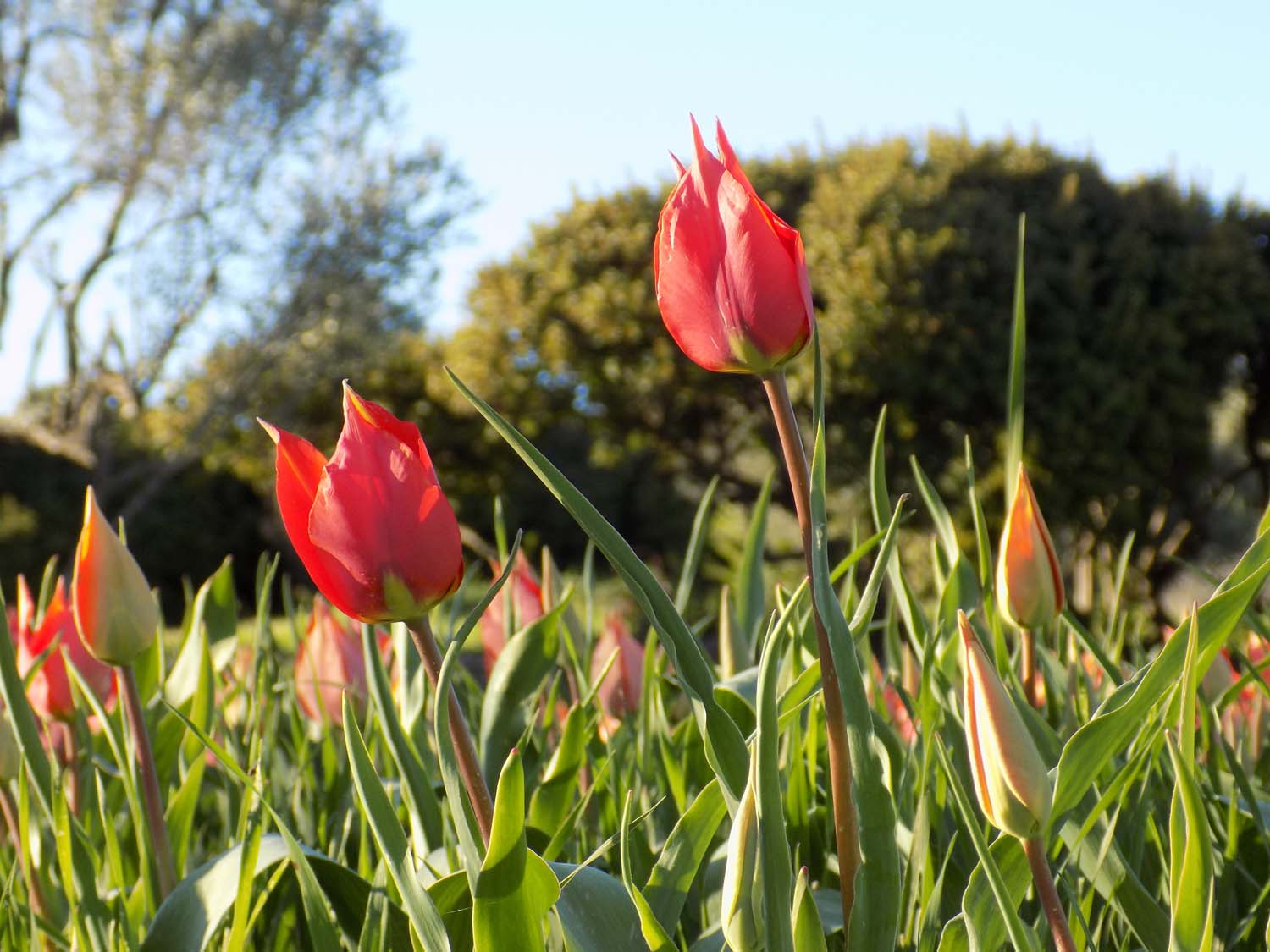 tulips_4