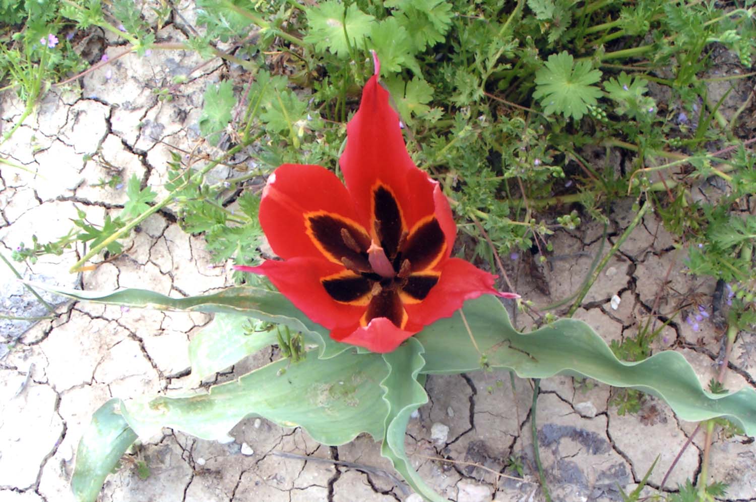 tulips_6